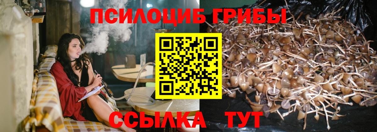 Псилоцибиновые грибы Psilocybe Кумертау